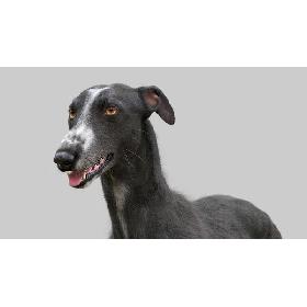 3D model Greyhound (3) (Fur)